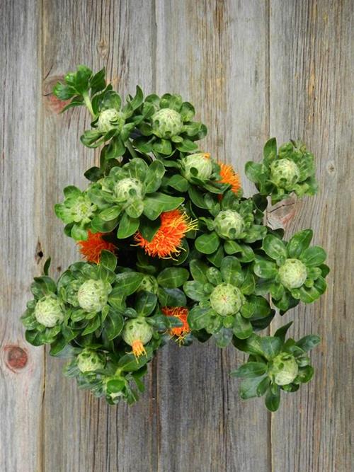 ORANGE SAFFLOWER